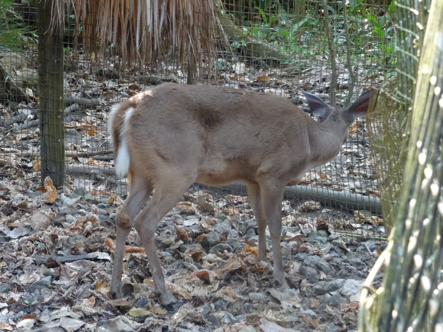 White-Tailed Deer