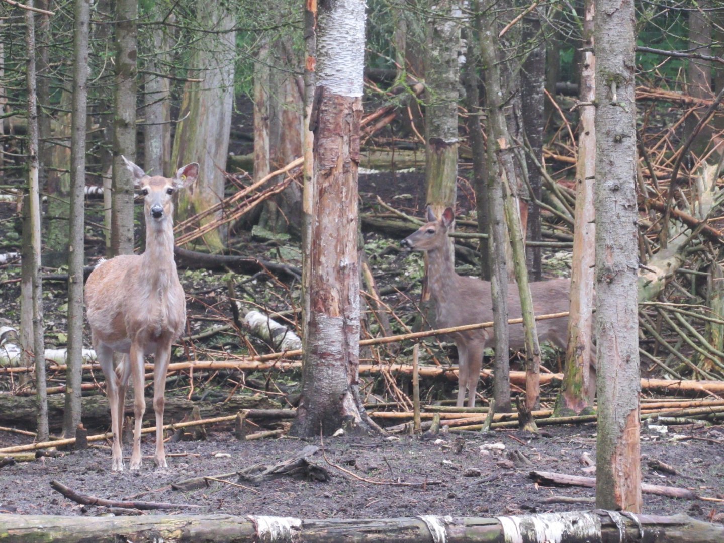 White-tailed Deer