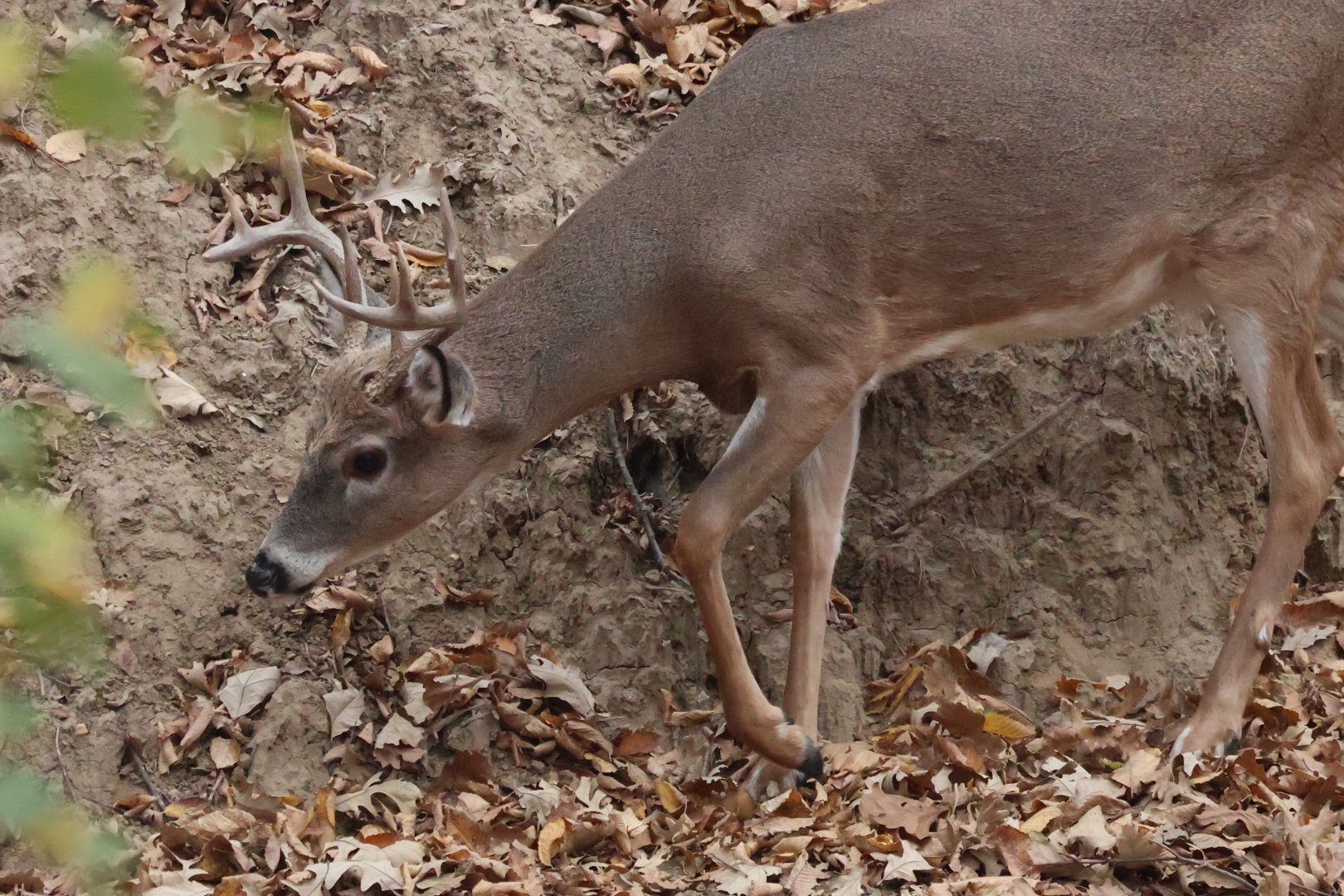 White Tailed Deer