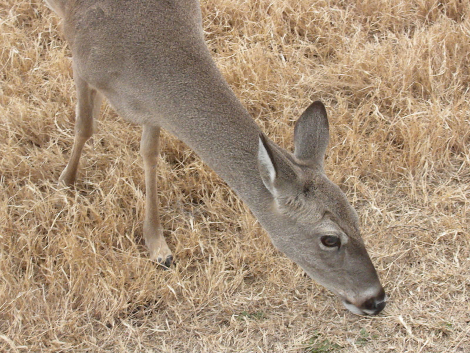 White Tailed Deer