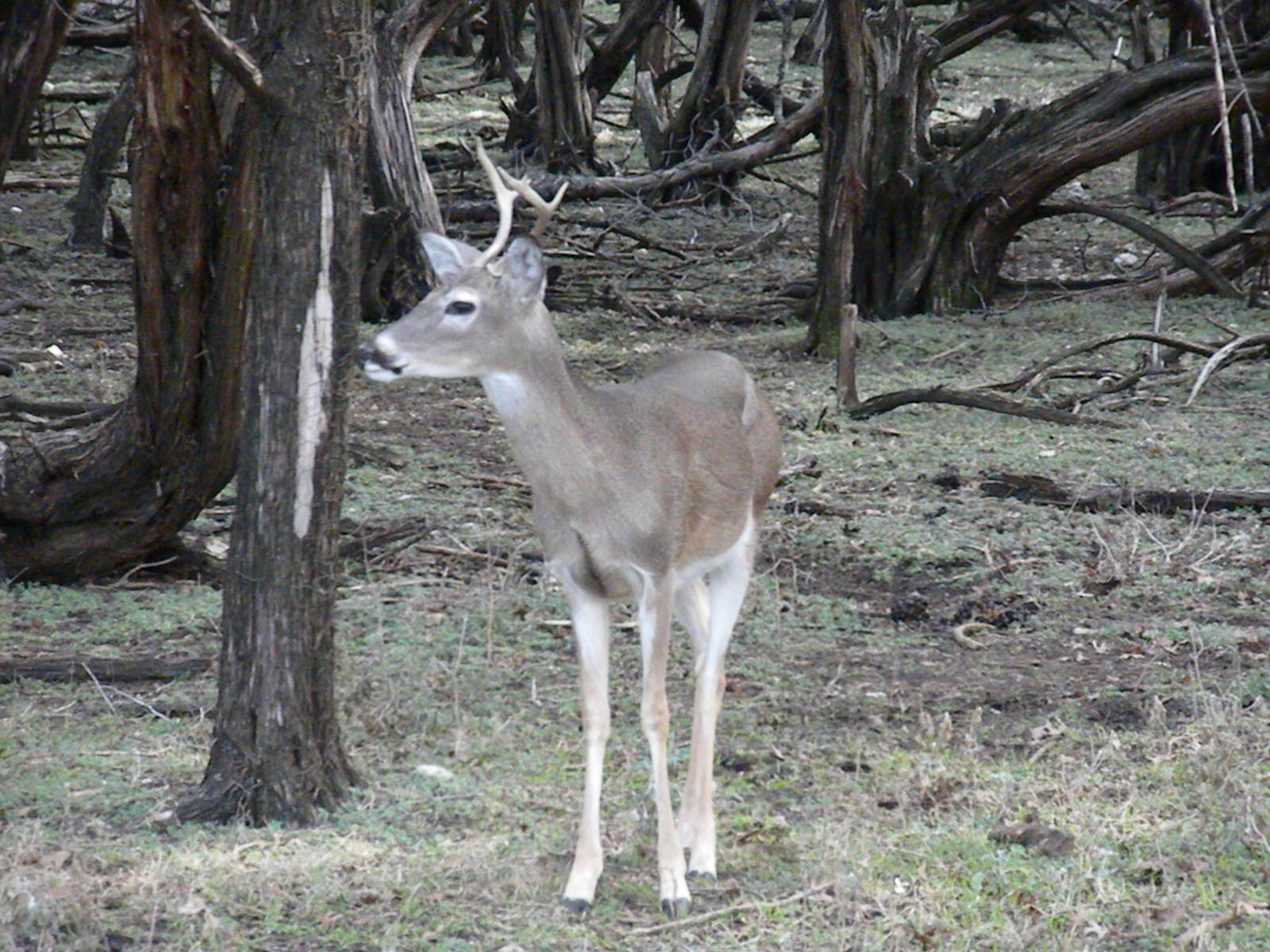 White-Tailed Deer