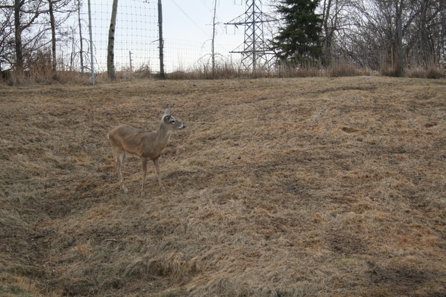 White-Tailed Deer