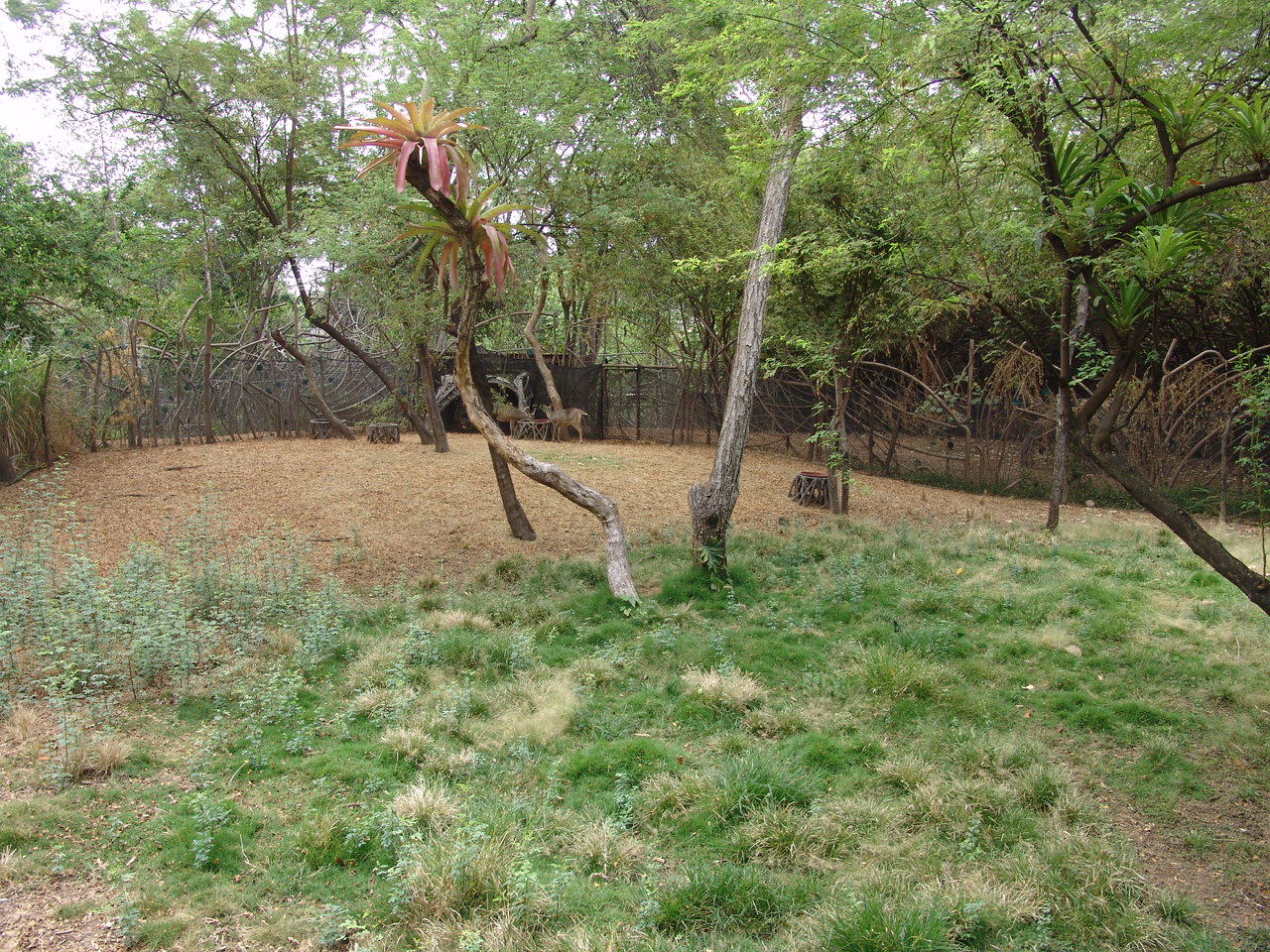 White-tailed Deer's (Odocoileus virginianus ustus) enclosure