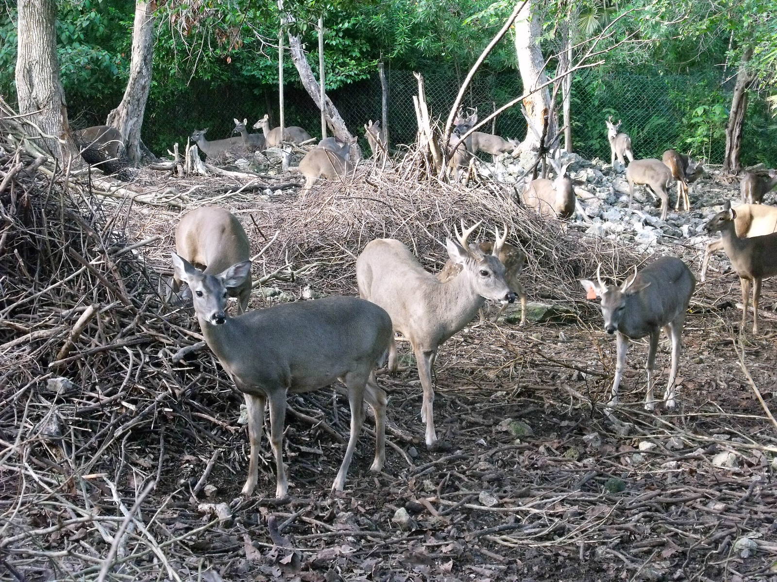 white tailed deers