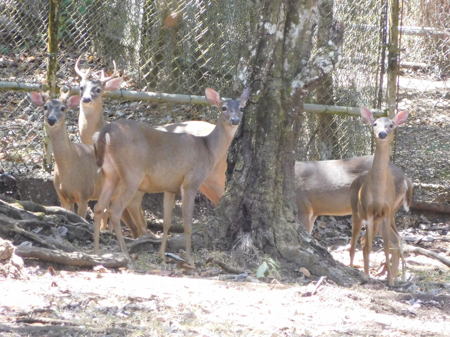 White-tailed deers