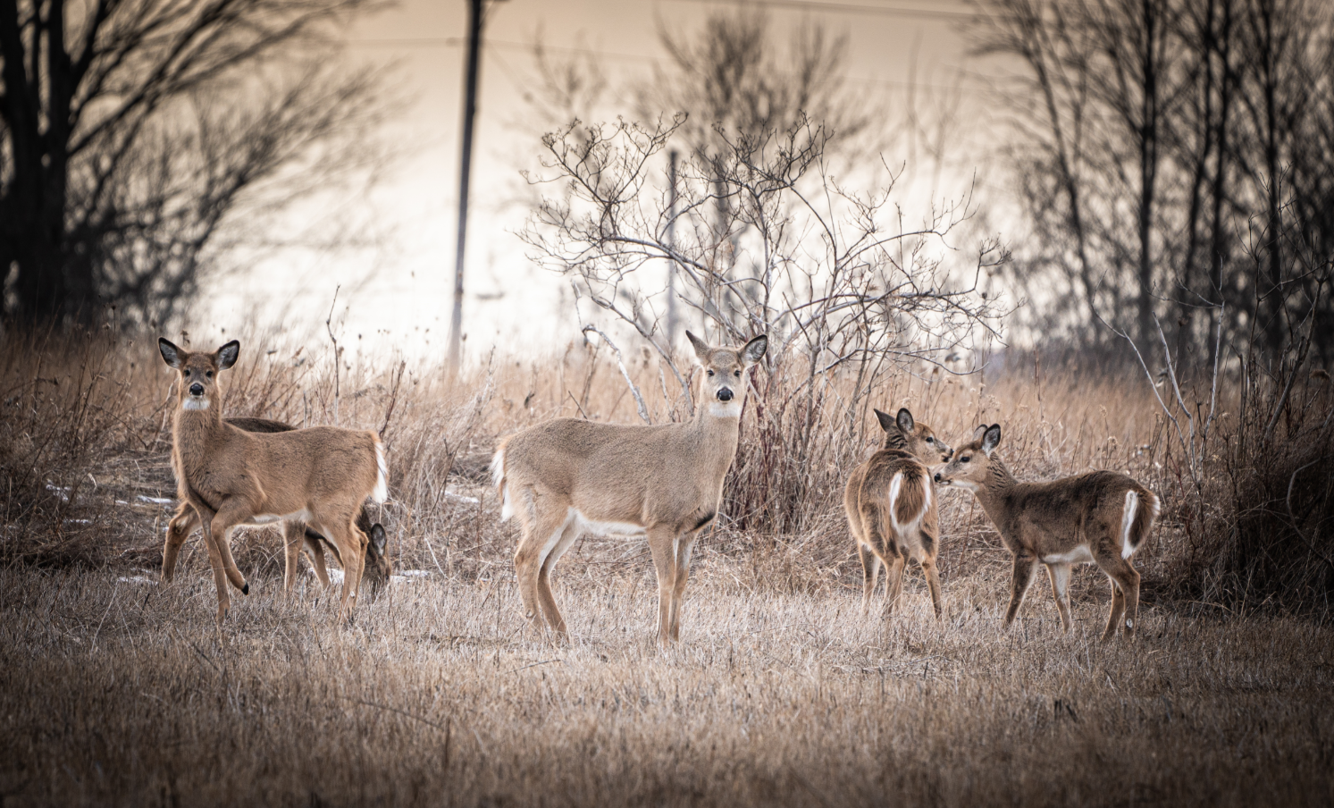 White-tailed Deers