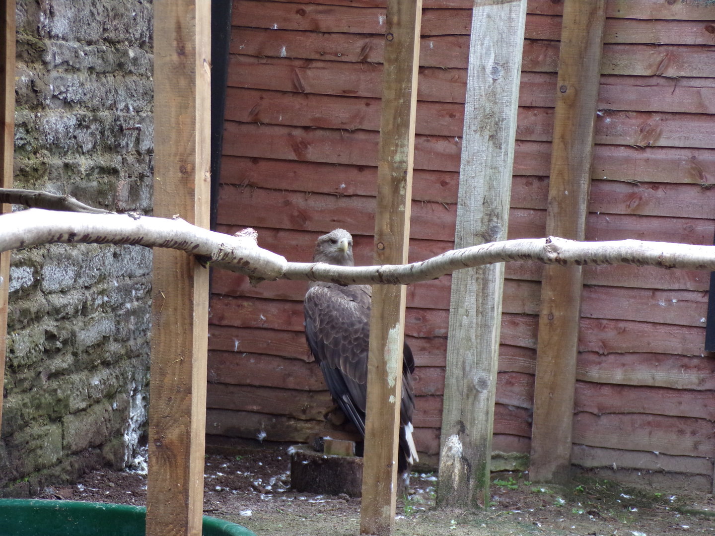 White-tailed eagle 7.5.23