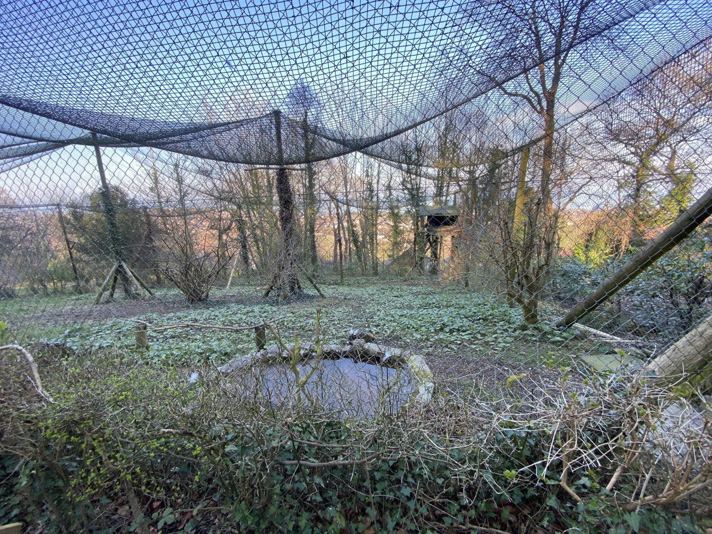 White-tailed eagle aviary 190325