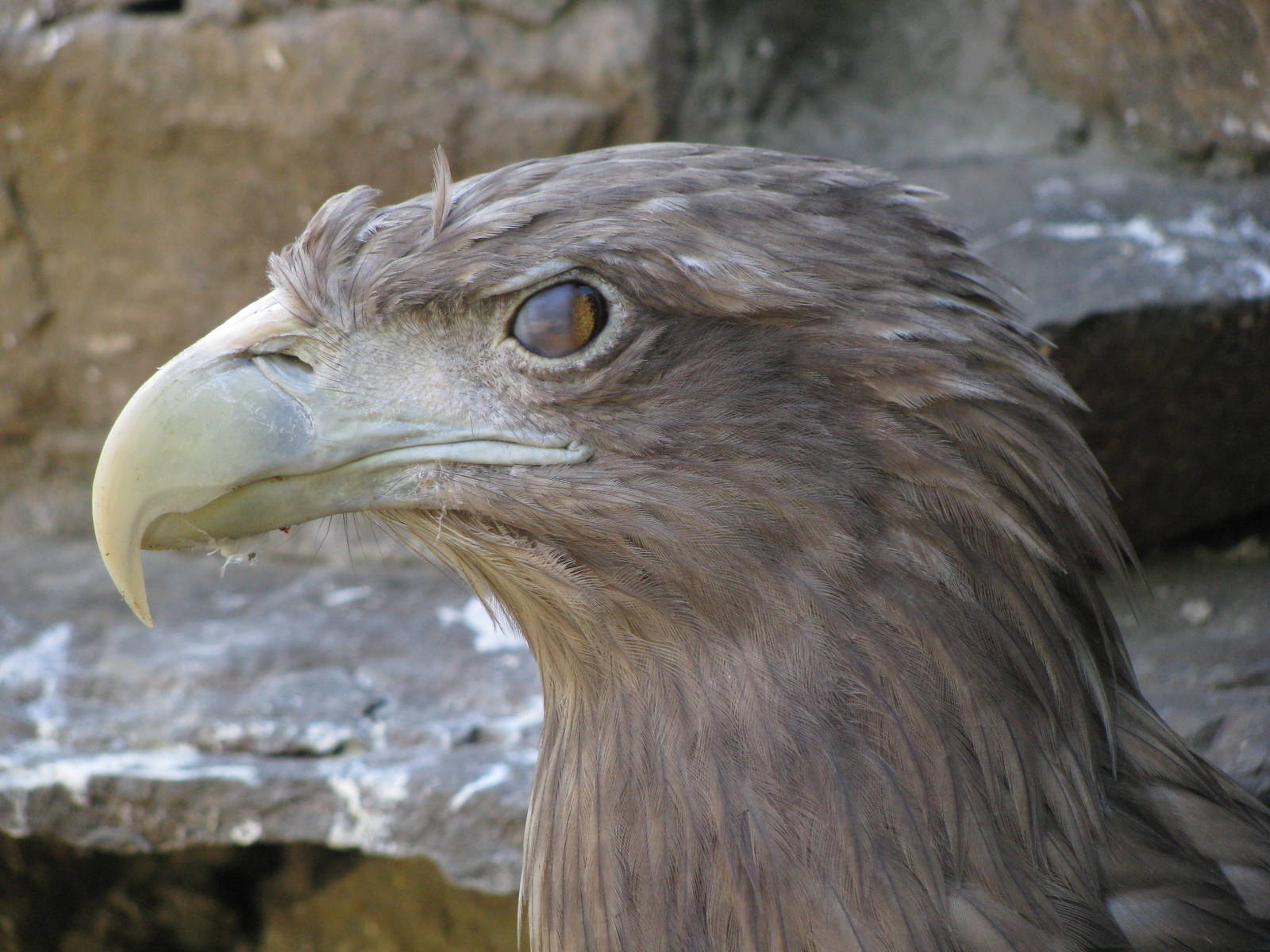 White-tailed eagle blinking