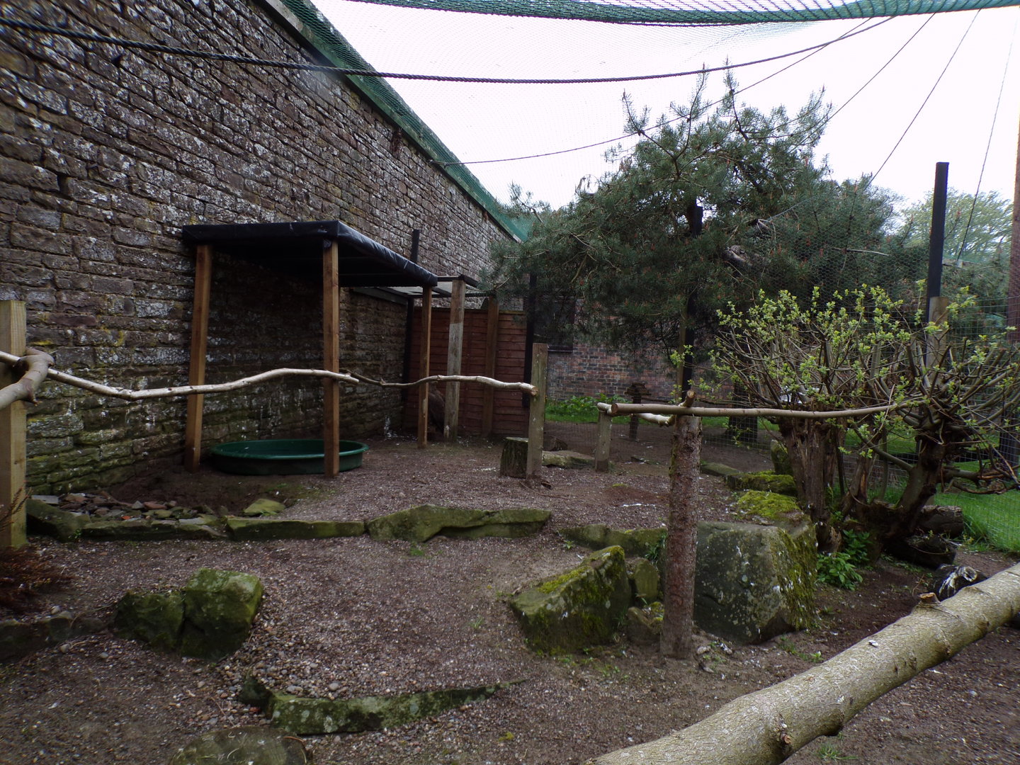 White-tailed eagle enclosure 7.5.23