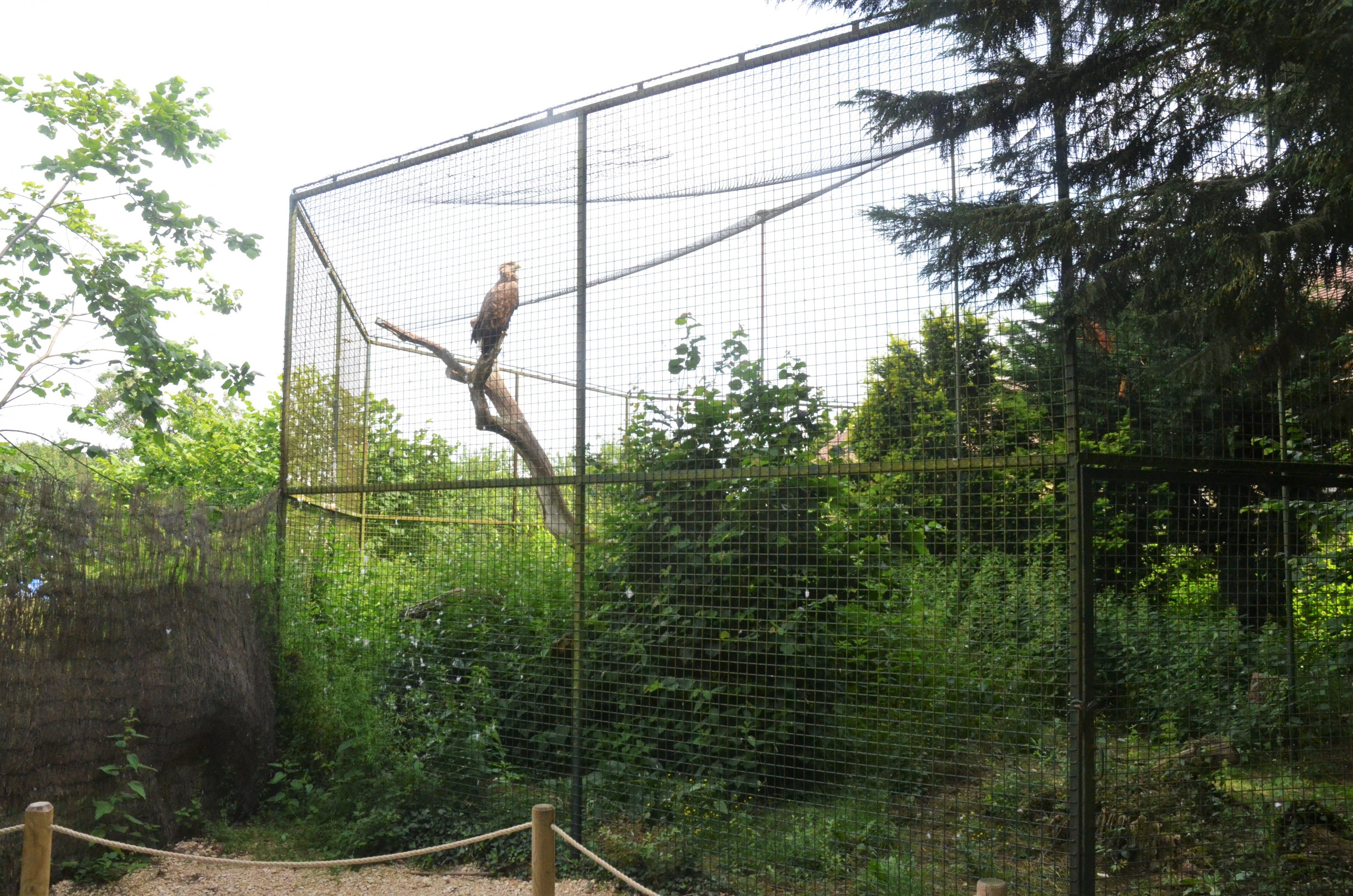 White-tailed Eagle Enclosure at Haute-Touche, 14/06/18