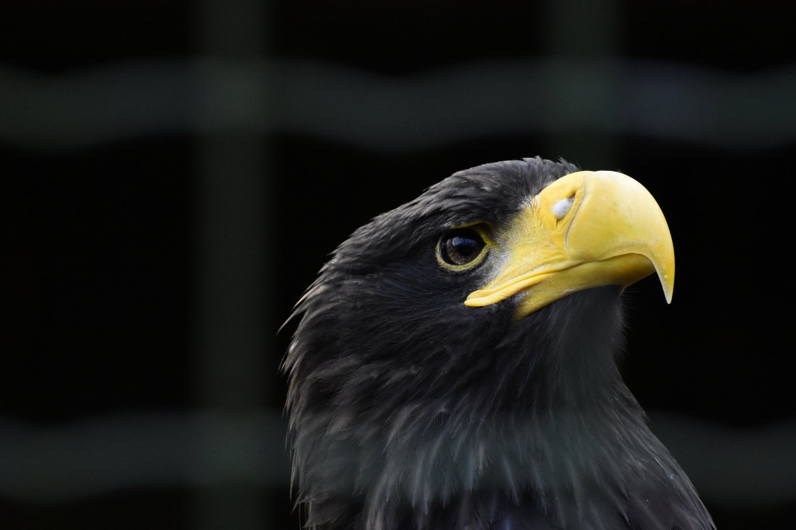 White-tailed Eagle (Haliaeetus albicilla) in Zoo Tallinn