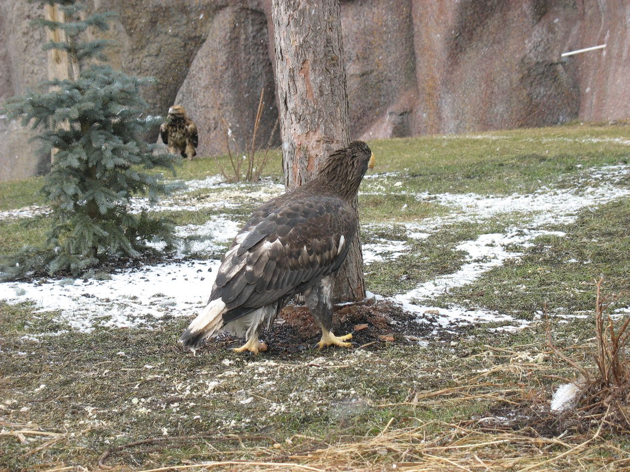 White-tailed eagle (Haliaeetus albicilla)