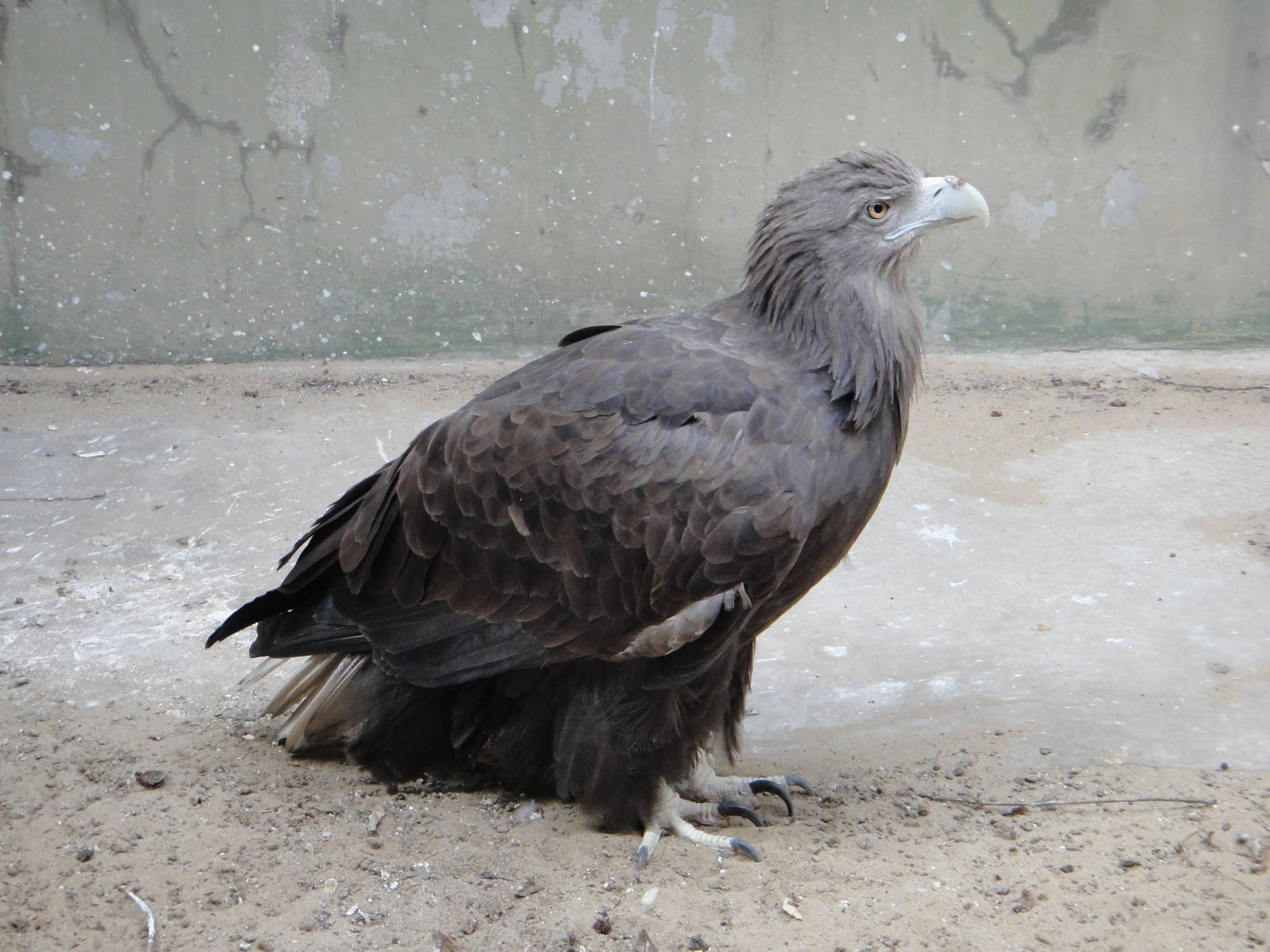 White-tailed Eagle (Haliaeetus albicilla)