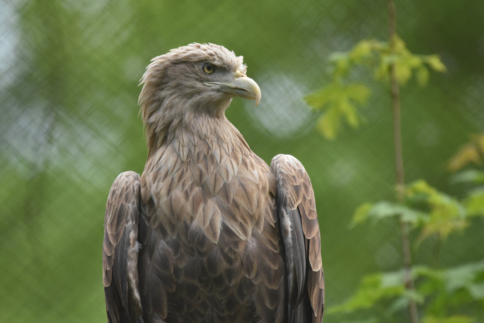 White-tailed eagle (Haliaeetus albicilla)