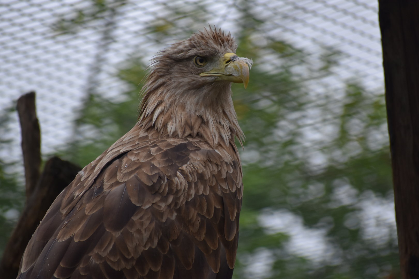 White-tailed Eagle - Haliaeetus albicilla
