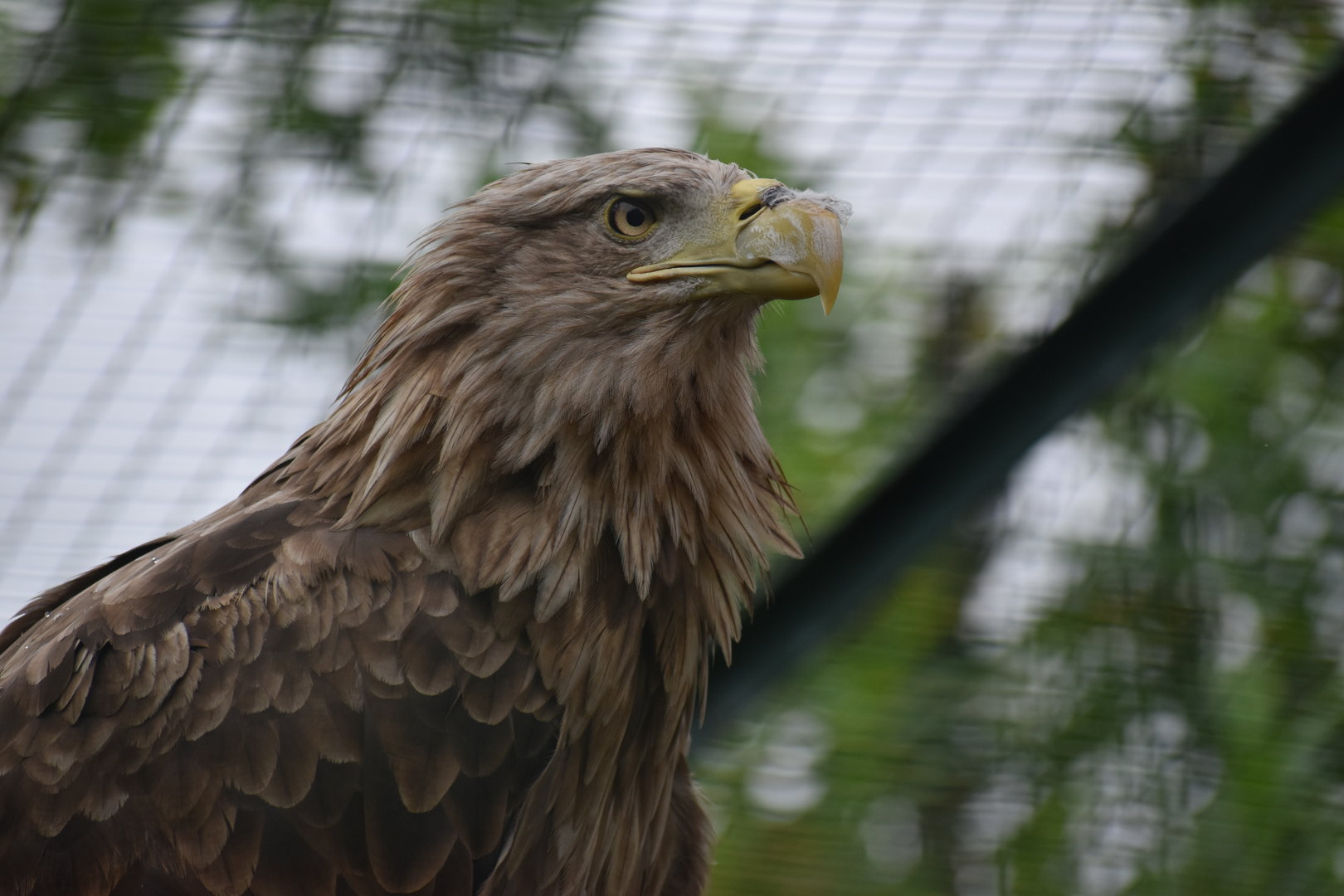 White-tailed Eagle - Haliaeetus albicilla
