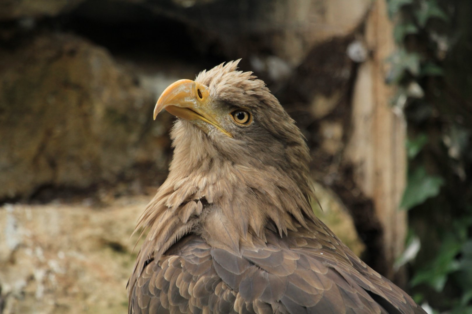 White-tailed eagle (June 2013)