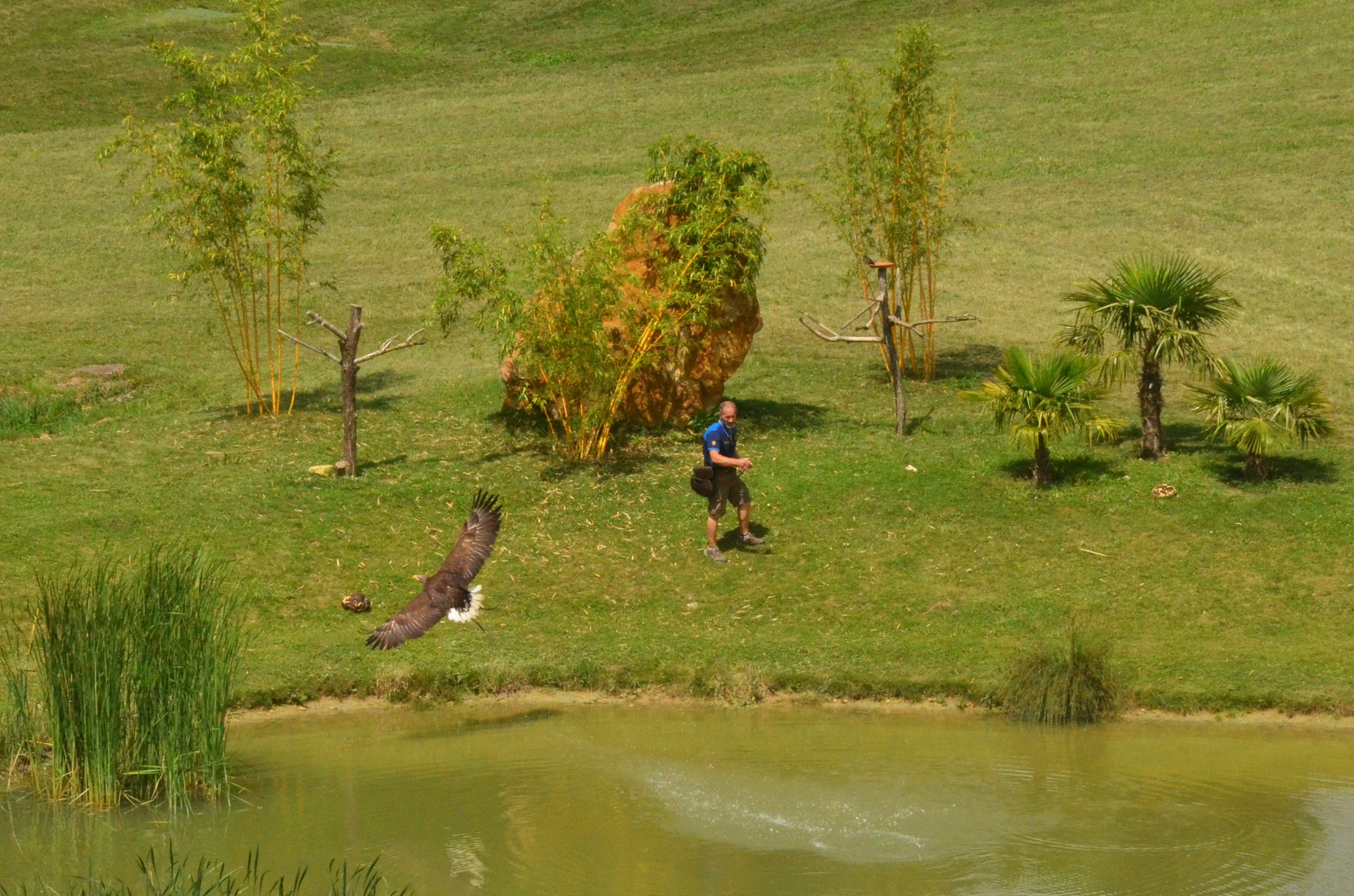 White-tailed Eagle - Les Maîtres des Airs at Beauval, 12/06/18