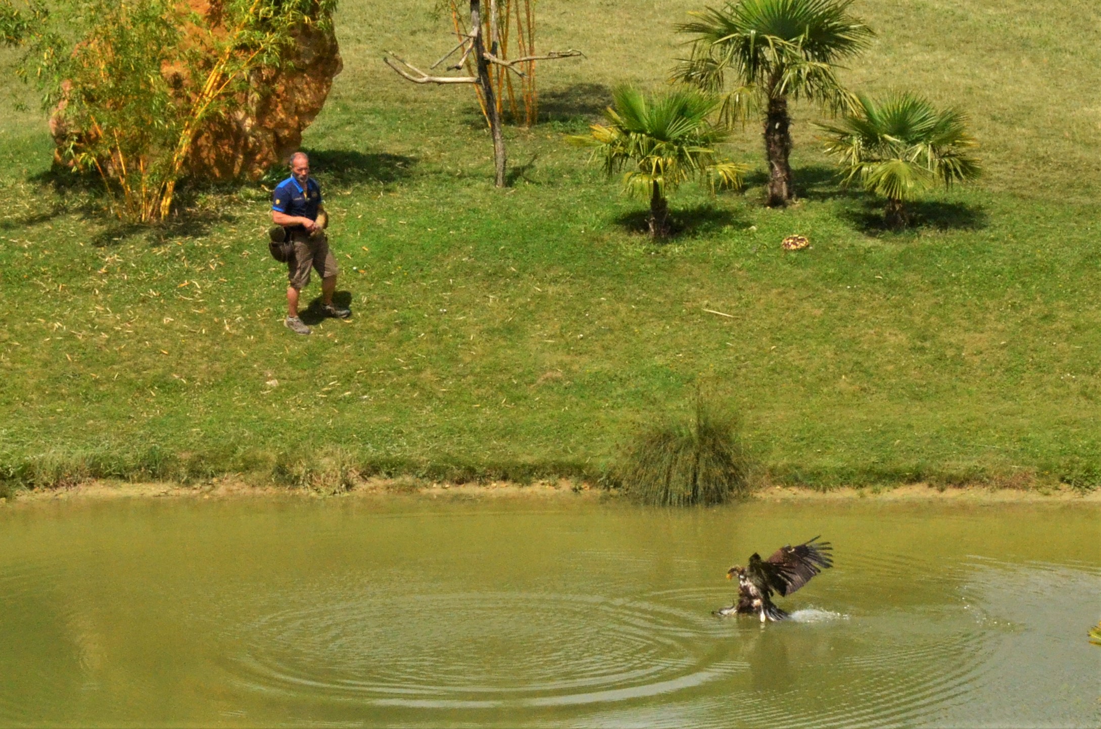 White-tailed Eagle - Les Maîtres des Airs at Beauval, 12/06/18
