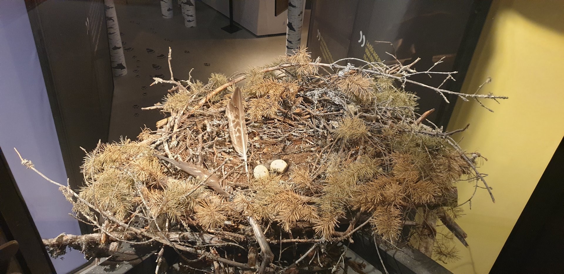 White-tailed  Eagle nest