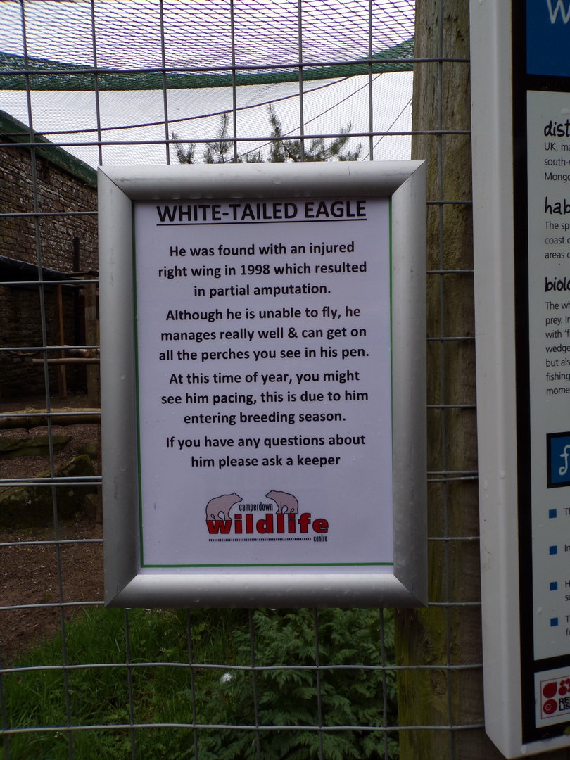 White-tailed eagle sign 7.5.23