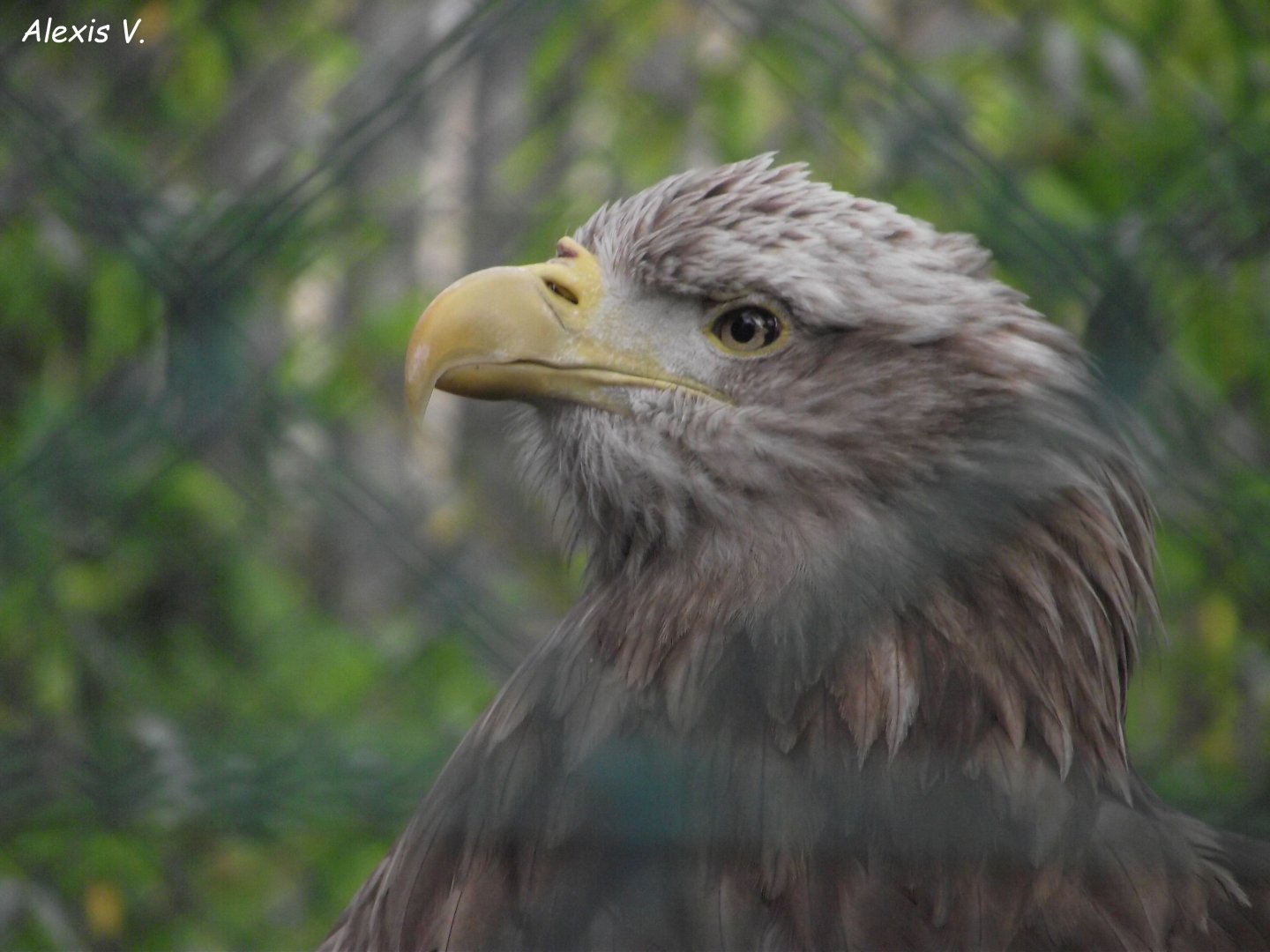 White-tailed Eagle - Zooparc de Beauval - 05/2021