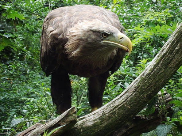 White-tailed Eagle
