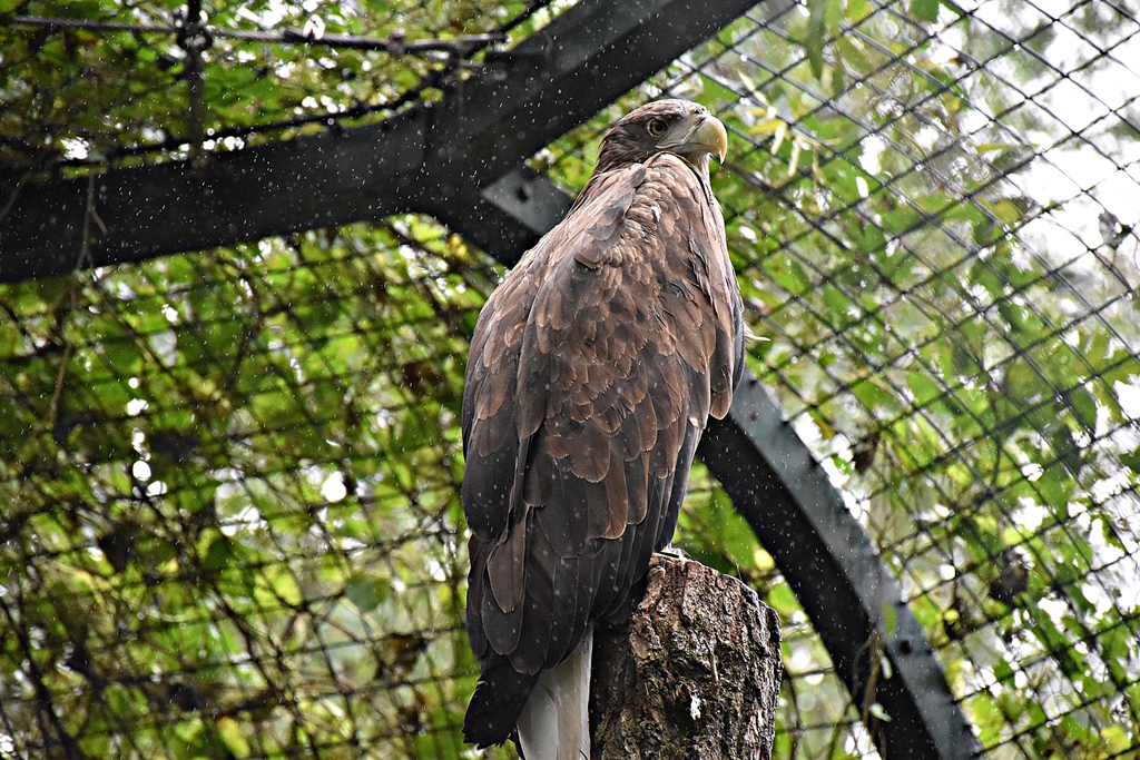 White-tailed eagle