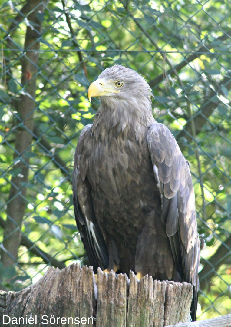 White-tailed eagle