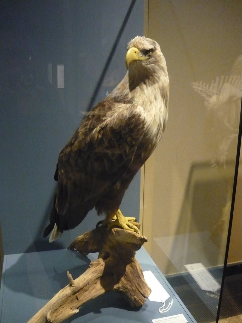 White-tailed eagle