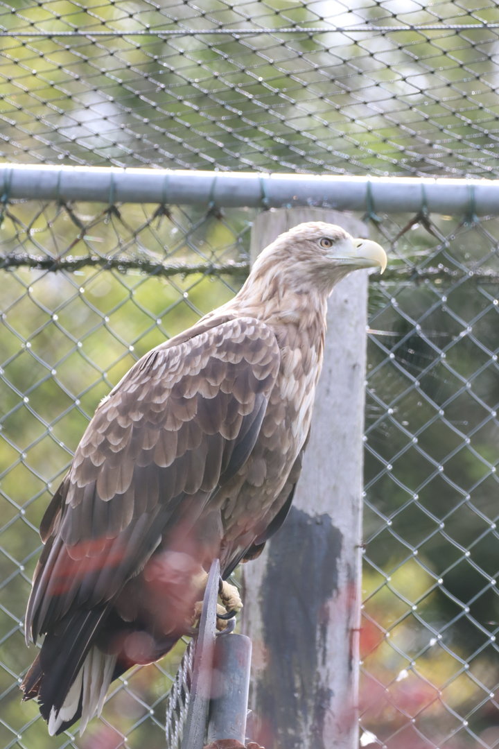 White-tailed Eagle