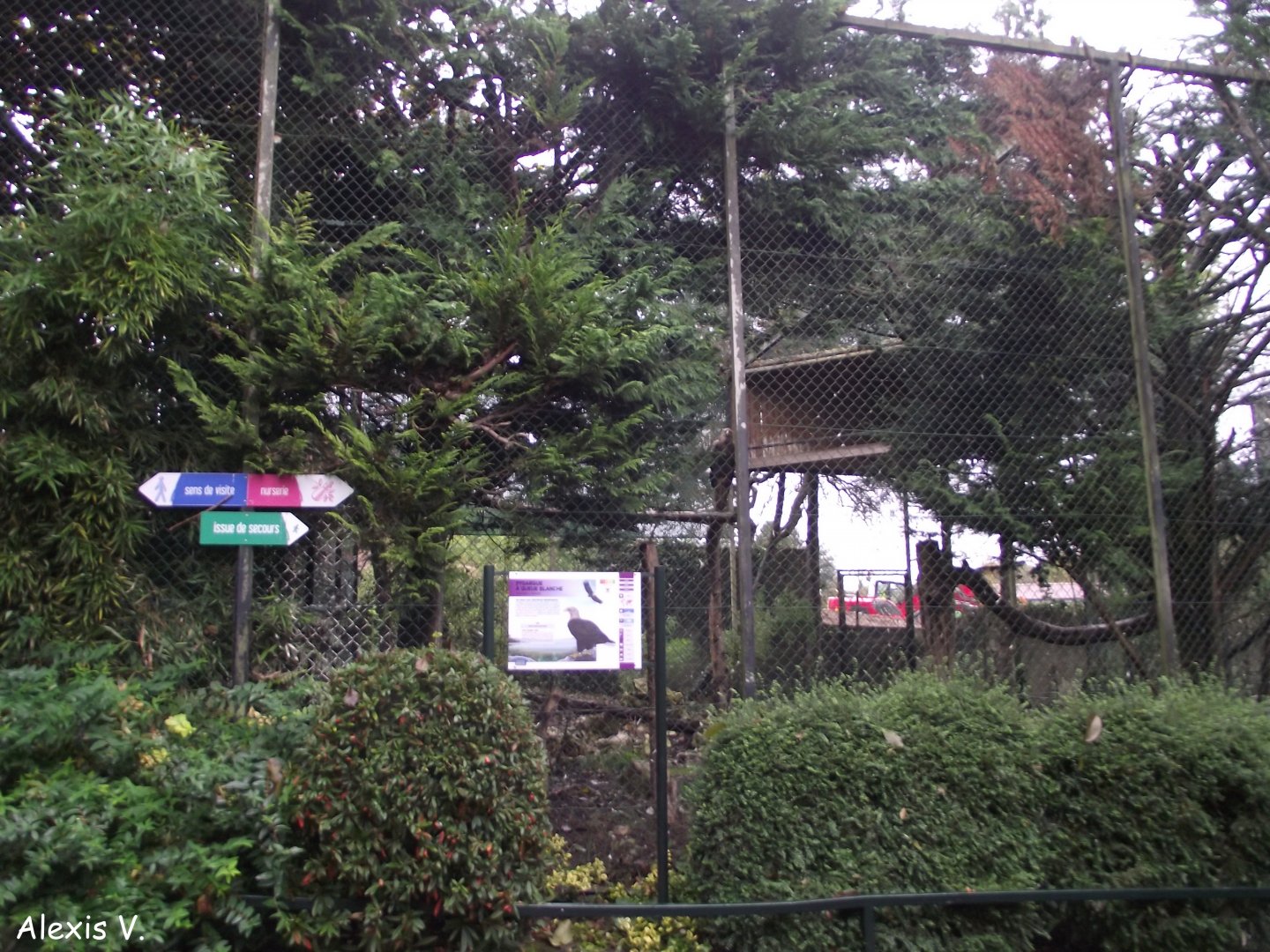 White-tailed Eagles' aviary - Zooparc de Beauval - 11/2017