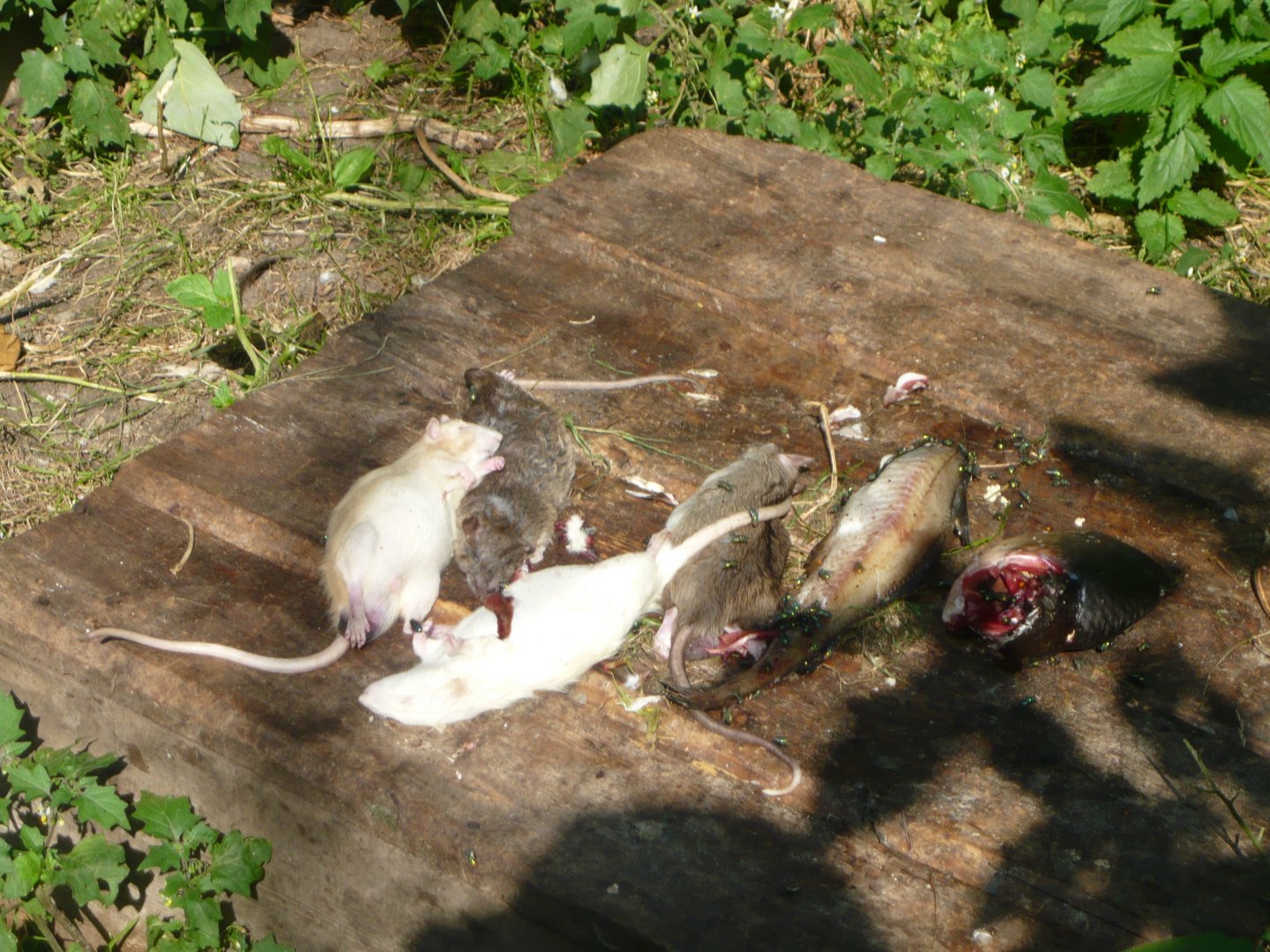 White-tailed eagle's dinner