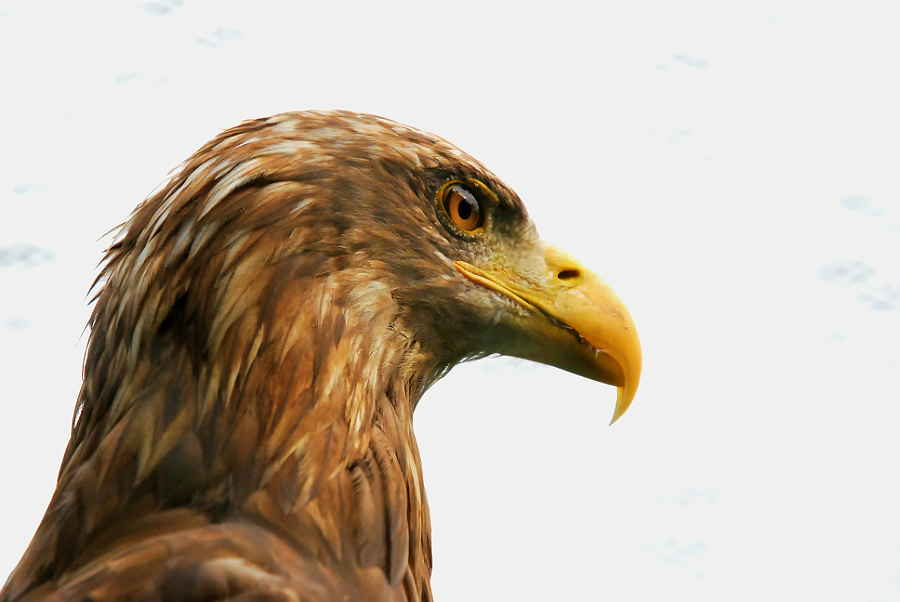 WHITE TAILED FISH EAGLE