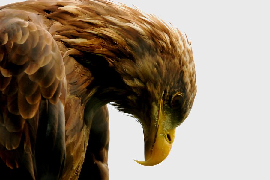 WHITE TAILED FISH EAGLE