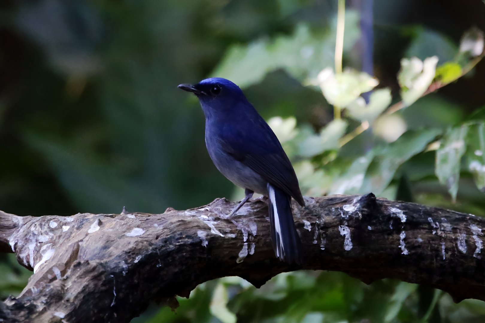 White-tailed Flycatcher (Cyornis concretus)
