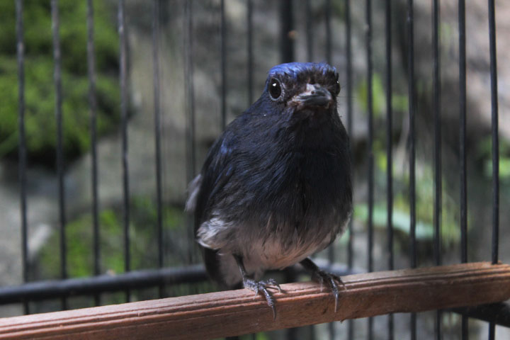 White-tailed flycatcher (Leucoptilon concretum concretum)