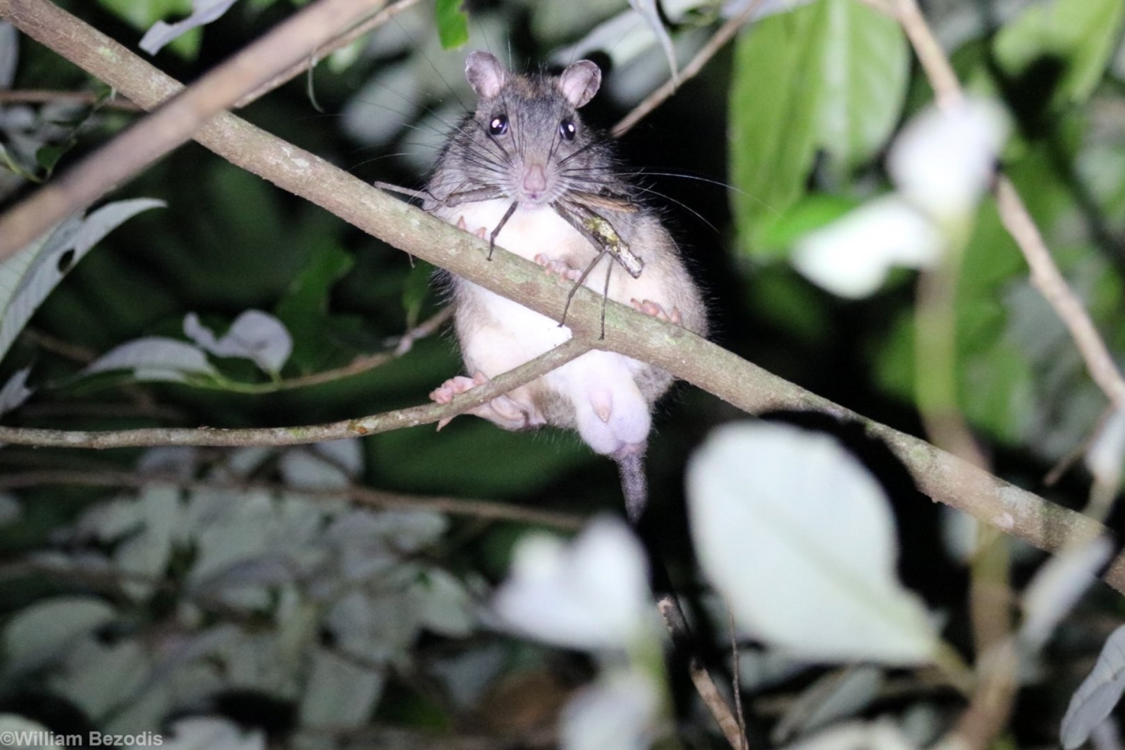White-tailed Giant-rat - Mount Whitfield near the Botanic Gardens