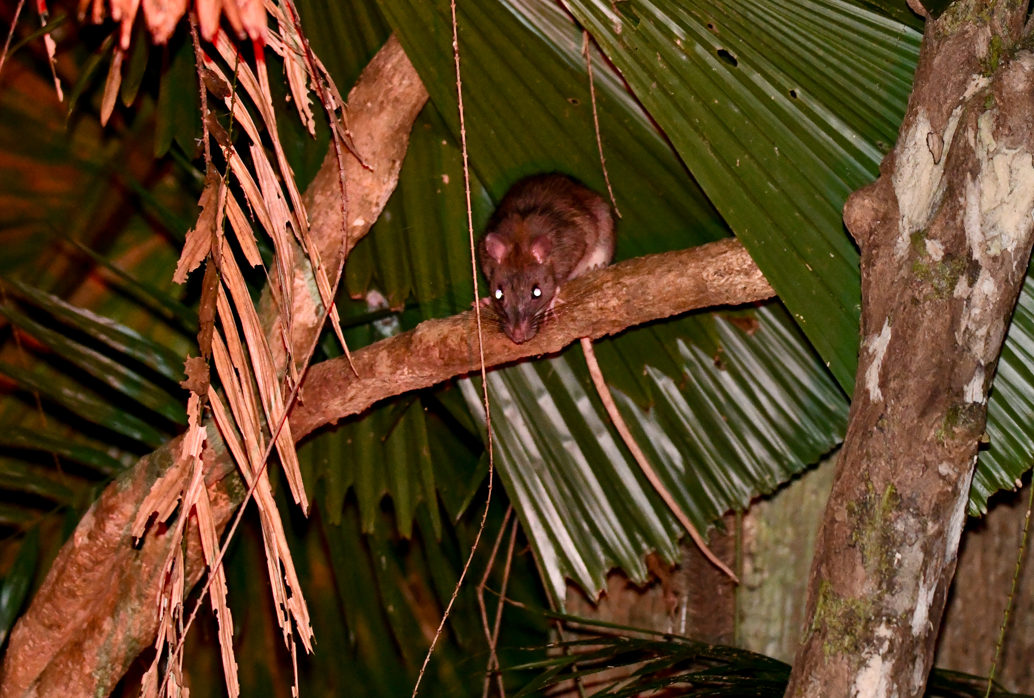 White-tailed Giant Rat