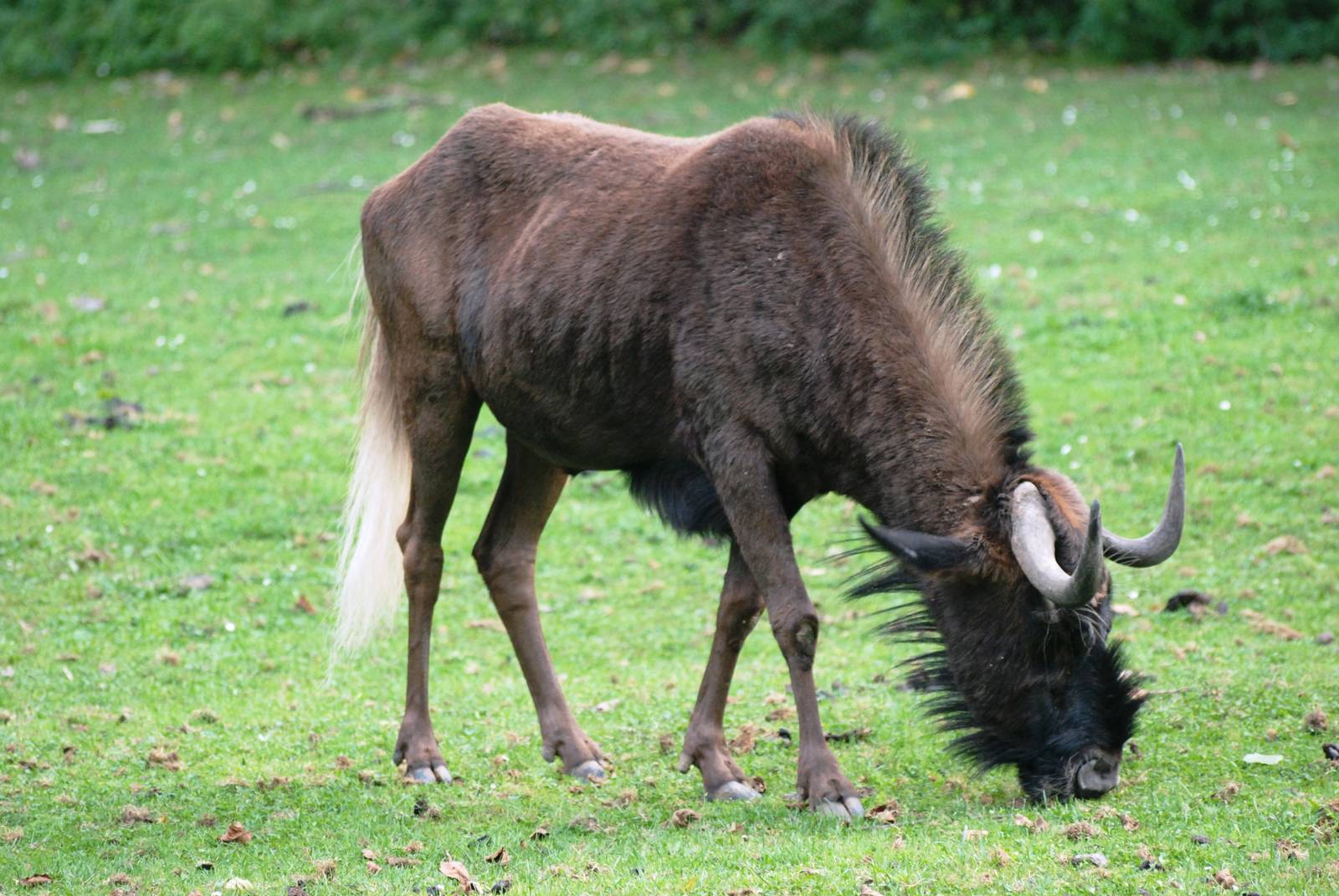 White-tailed Gnu at Dvur Kralove, 27/08/12
