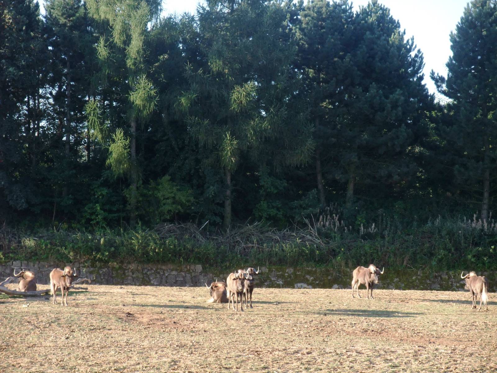 White-tailed Gnu at Dvur Kralove, 28/08/12