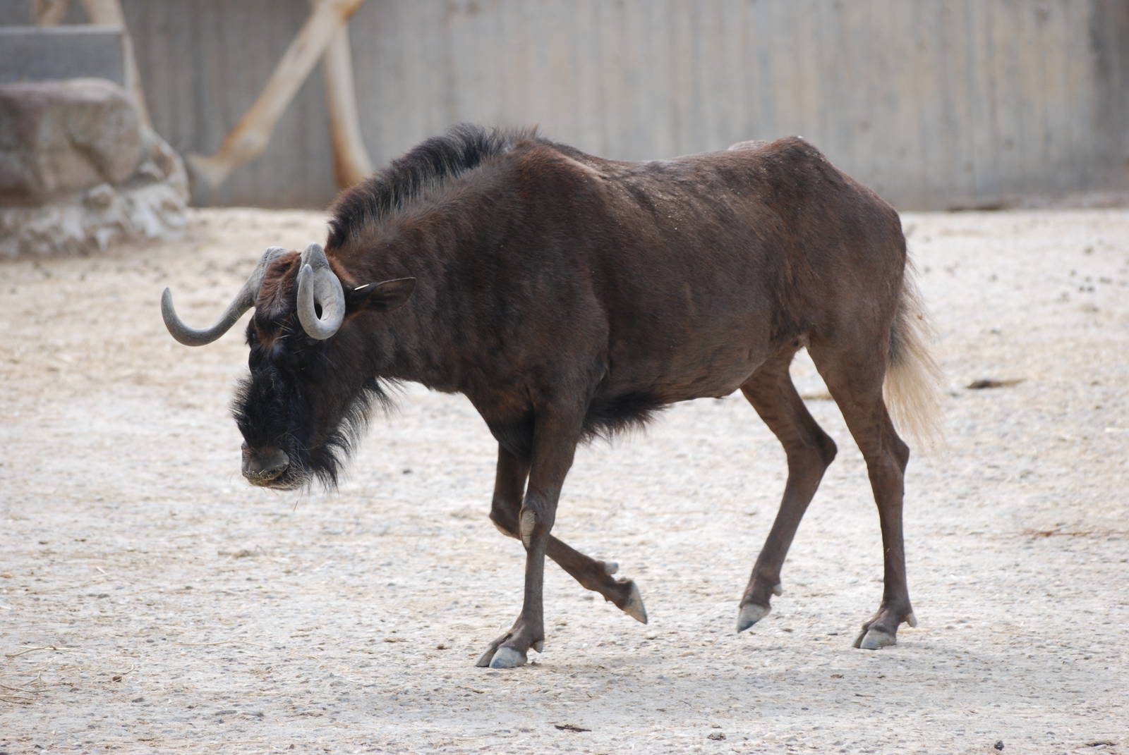 White-tailed Gnu at Madrid Zoo Aquarium, 26/05/11