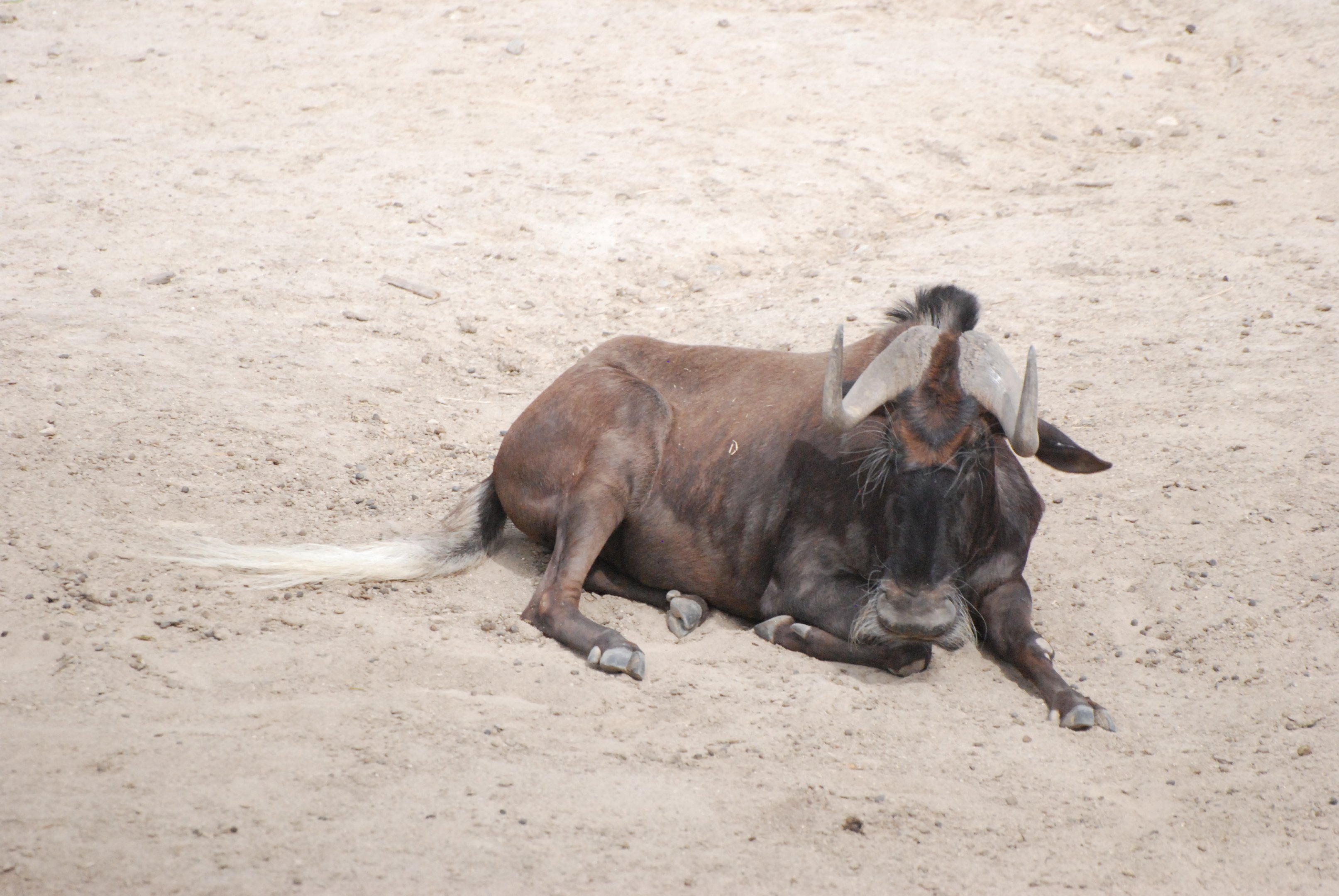 White-tailed Gnu at Zoo Aquarium de Madrid, 20th May 2022