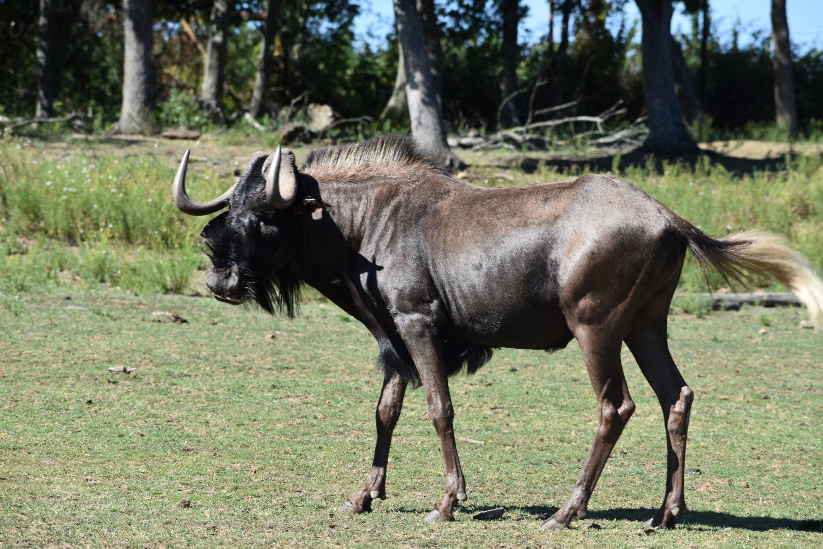 White-tailed gnu (Connochaetes gnou)