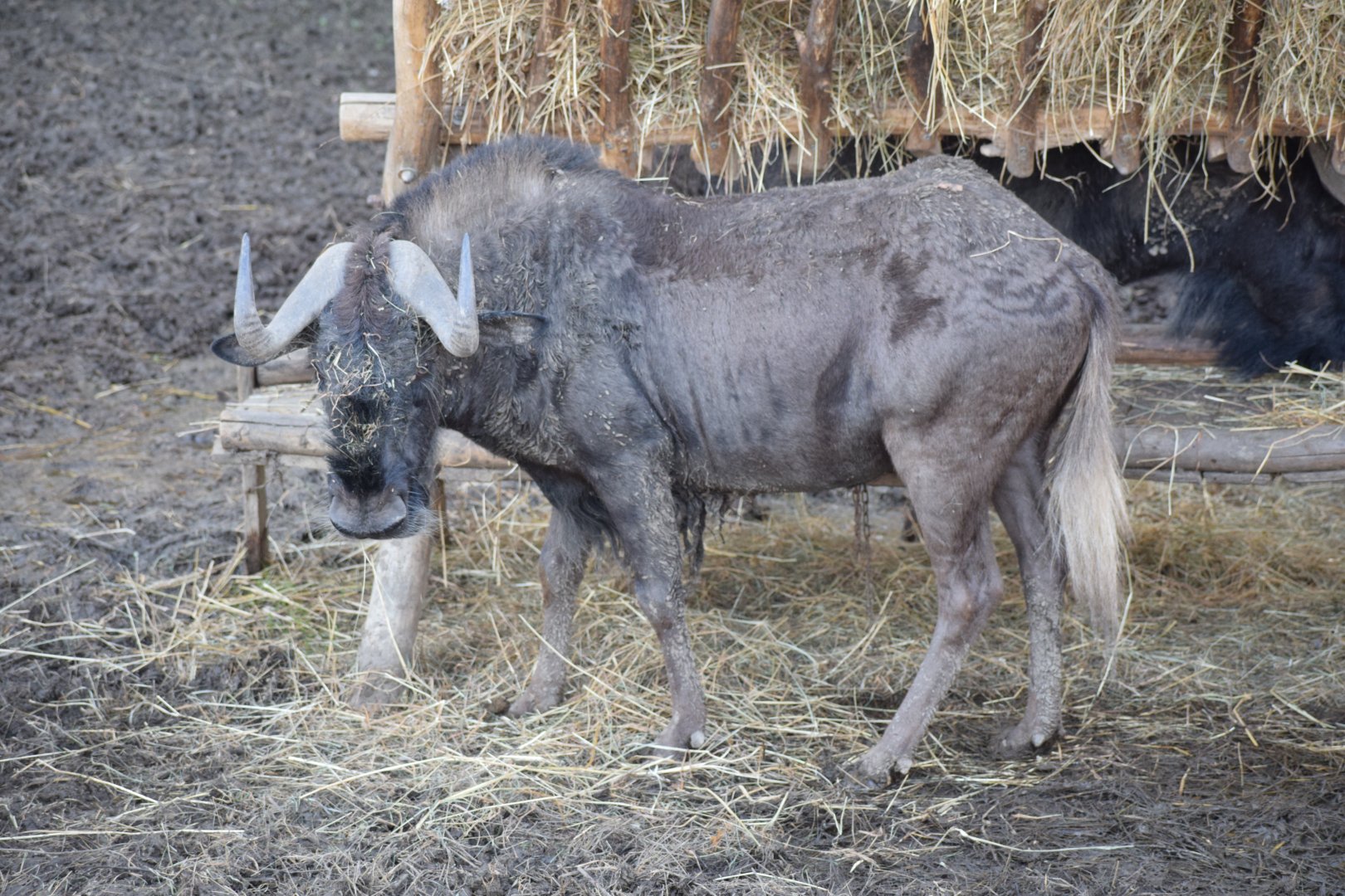 White-tailed gnu - EkoPark Piešťany