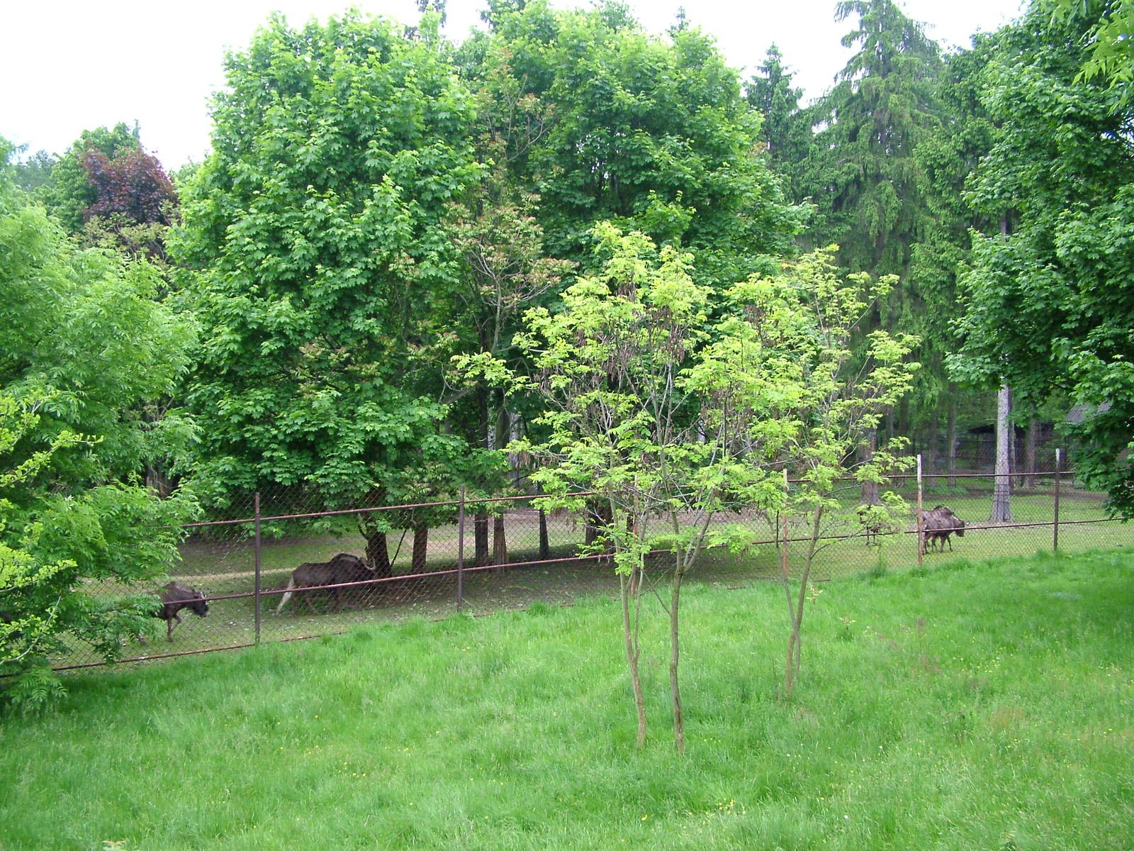 White-tailed Gnu exhibit at Olomouc 30/05/09