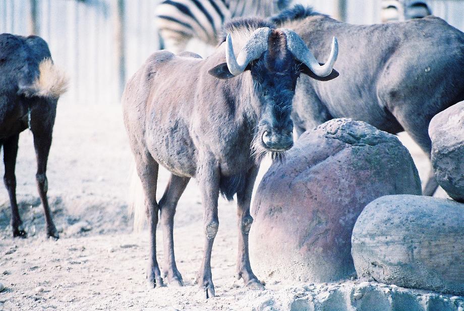 White Tailed Gnu Madrid