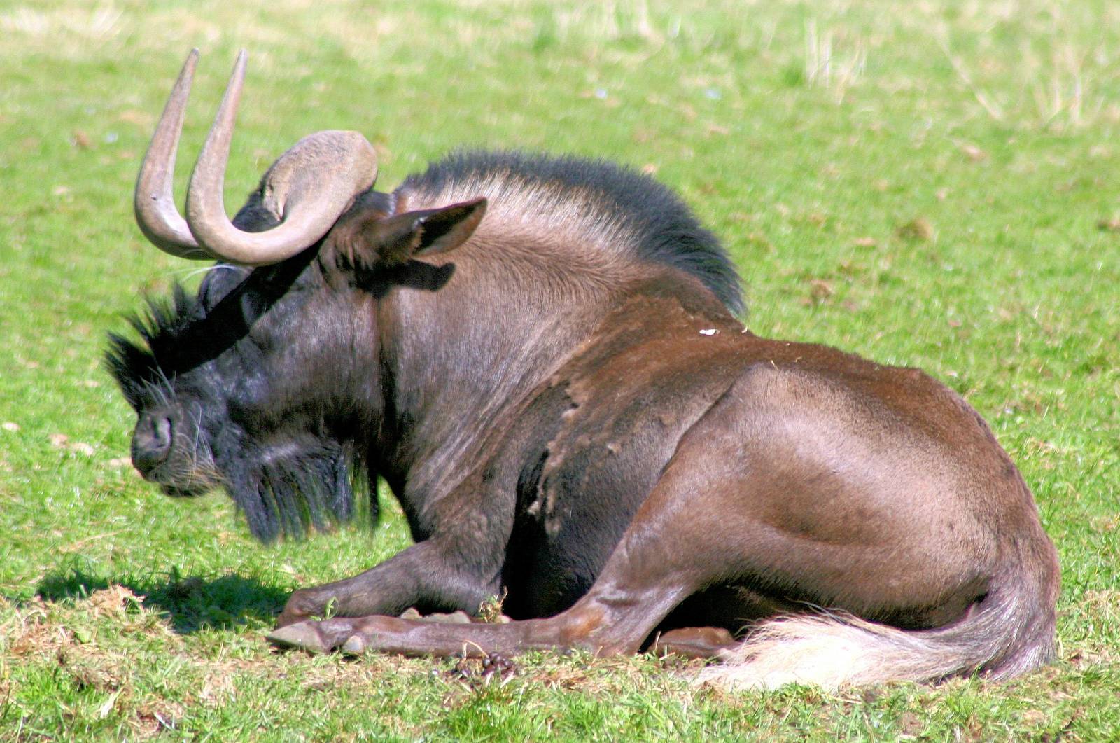 White-tailed gnu; Marwell; 20th April 2013