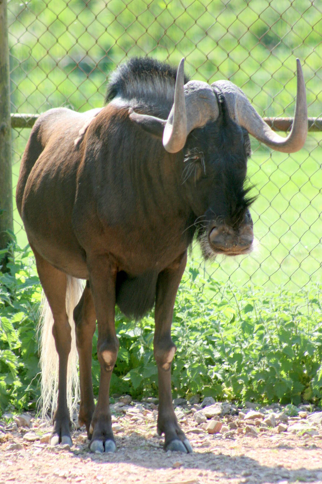 White-tailed gnu; Marwell; 22nd April 2011